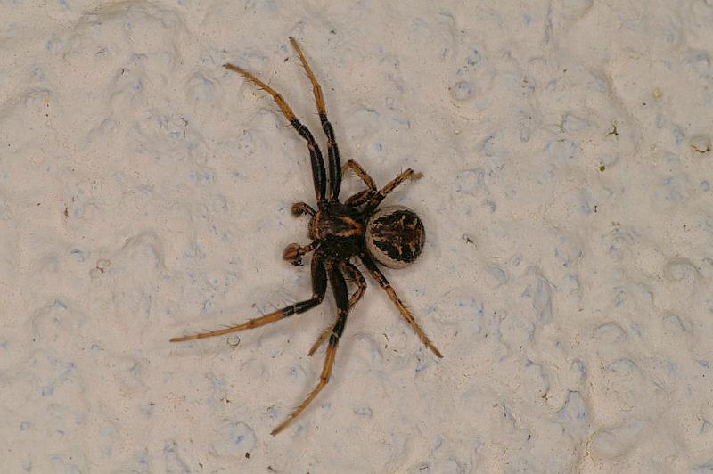 Xysticus_cristatus_D4823_Z_80_Les Gris_Frankrijk.jpg